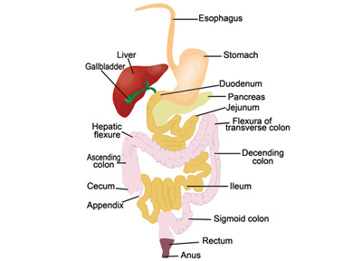 Digestive-Disorders